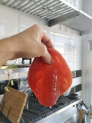 Scooby o madre de kombucha de LOV Ferments