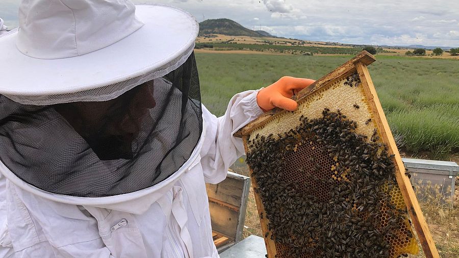 El trabajo del apicultor