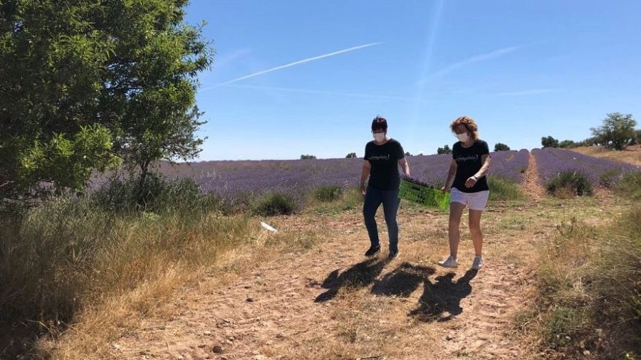 Cosecha de lavandín