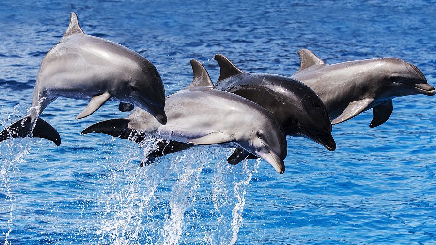 Los delfines perdieron las glándulas seminales productoras del líquido seminal