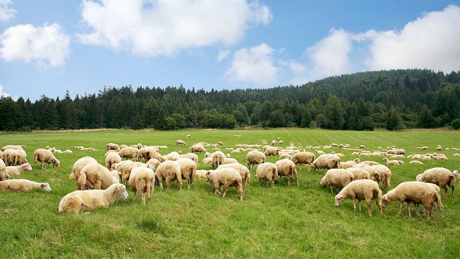 Ovejas pastando en las cañadas reales