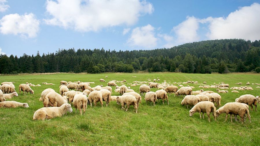 Ovejas pastando en las cañadas reales