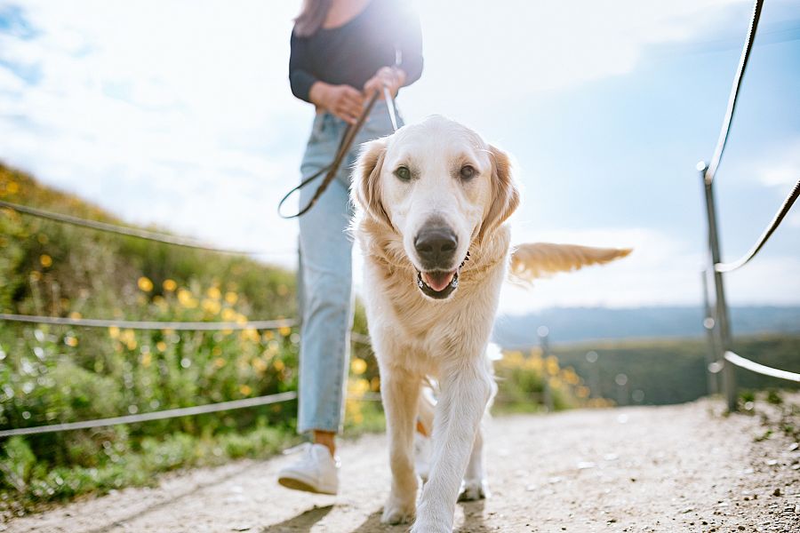 Golden Retriever | evitar paseos en horas de calor