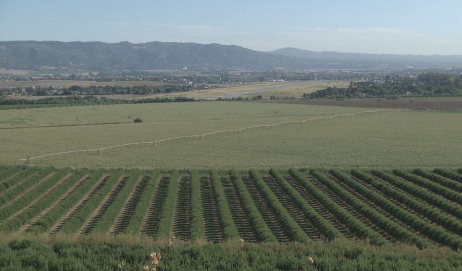 Cultivos en el cortijo 'La reina'