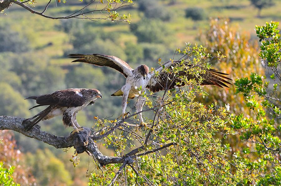 Pareja de águilas Bonelli