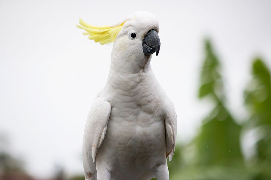 Cacatúas blancas