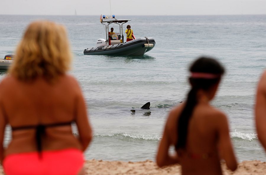 Aparece desorientada una tintorera en aguas de una playa de Benidorm