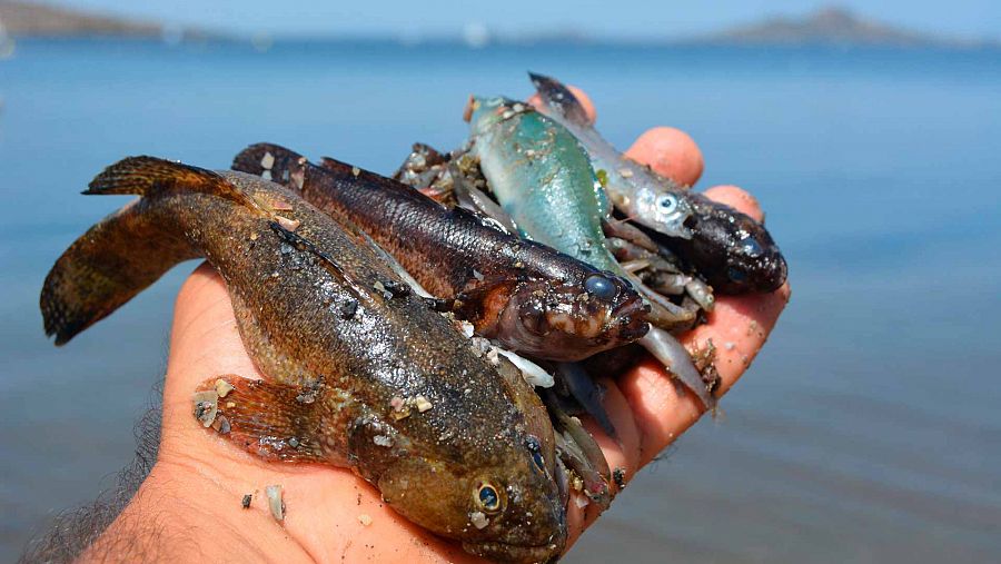 Thousands of dead fish appear in the Mar Menor lagoon and nine beaches close ?w=900