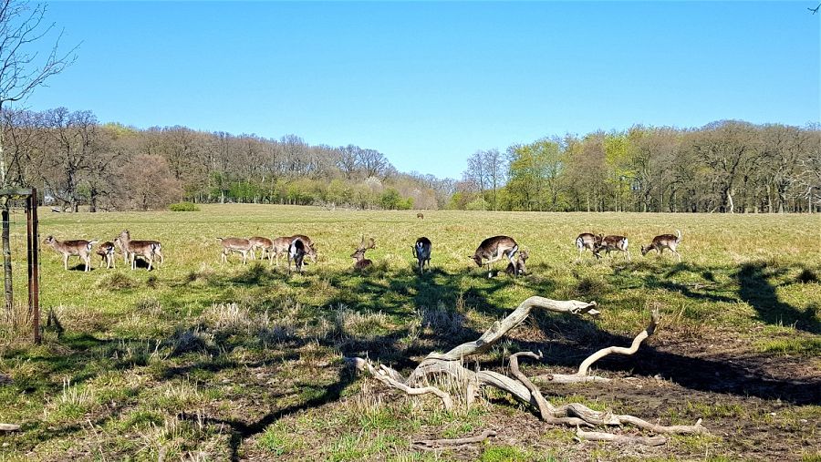 Pequeña manada de ciervos en Dyrehaven