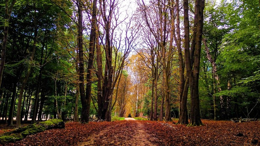Un sendero de Dyrehaven en otoño