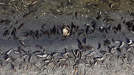 Los peces muertos continúan apareciendo en las playas de La Manga del Mar Menor