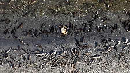 Los peces muertos continúan apareciendo en las playas de La Manga del Mar Menor
