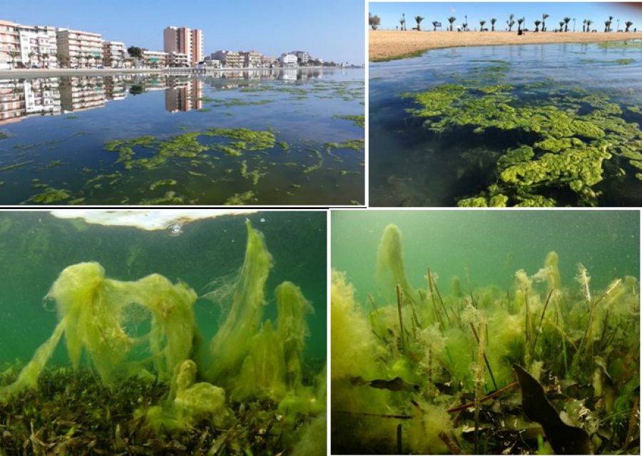 Proliferación masiva de algas en la playa de Villananitos (Murcia) entre enero y junio de 2020.