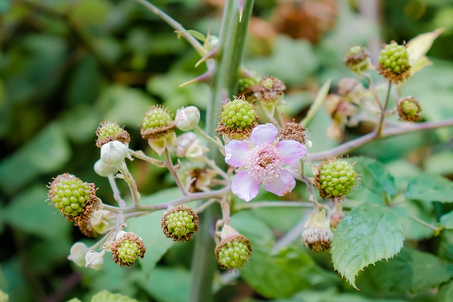 La zarzamora también pertenece a la familia de las rosáceas