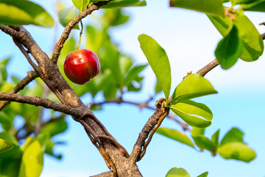 El acerolo, fruta extendida por la zona del Mediterráneo