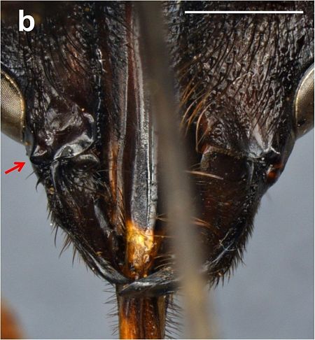 El estudio científico tardó más de 30 años en descubrir esta anomalía