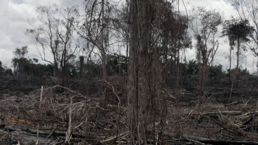 Deforestación selva amazónica brasileña