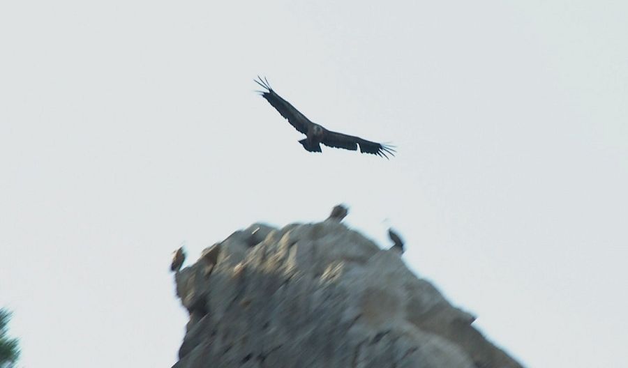 Un buitre leonado sobrevuela el río Alagón