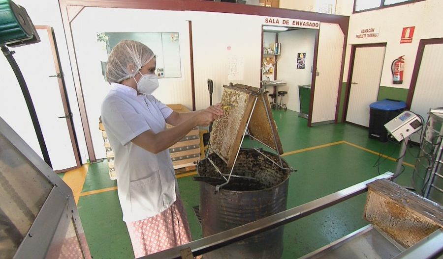 Operculado de la miel en la fábrica de 'Queen Honey'