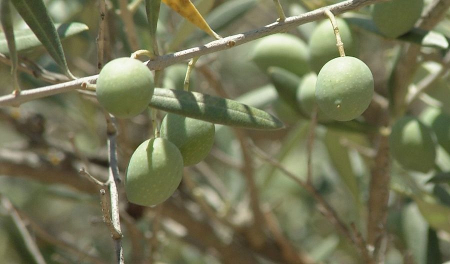 Aceituna de la variedad manzanilla cacereña