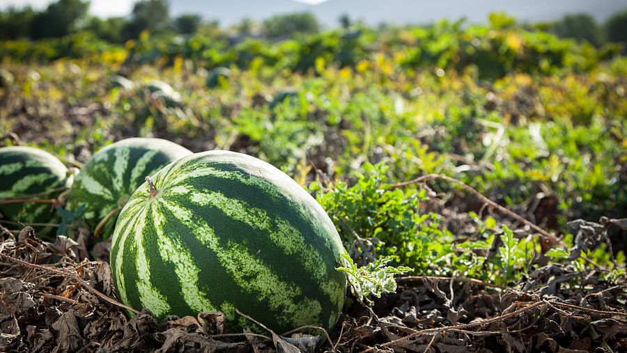 Foto de sandía creciendo en la tierra