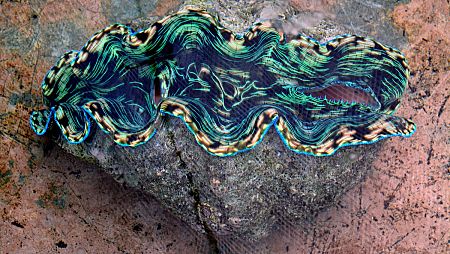 Almeja gigante en Giant Clam Sanctuary