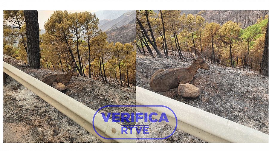 Dos imágenes de la cabra montesa en Sierra Bermeja con el sello azul de VerificaRTVE