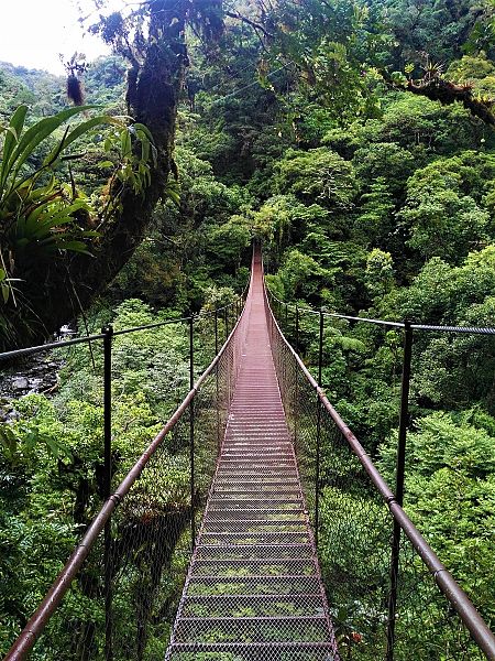 Uno de los puentes colgantes en Boquete