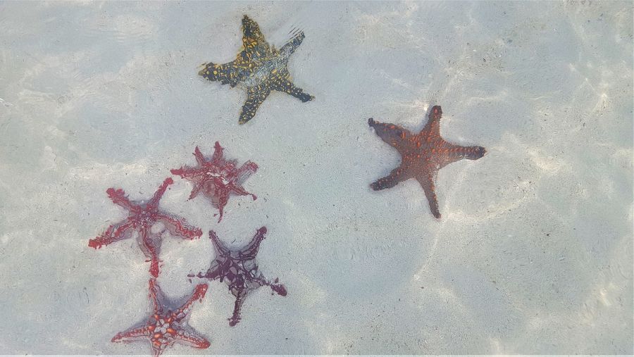 Estrellas de mar en la costa de Diani