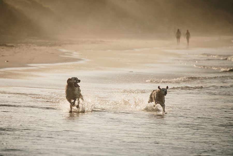 Perros jugando en la playa