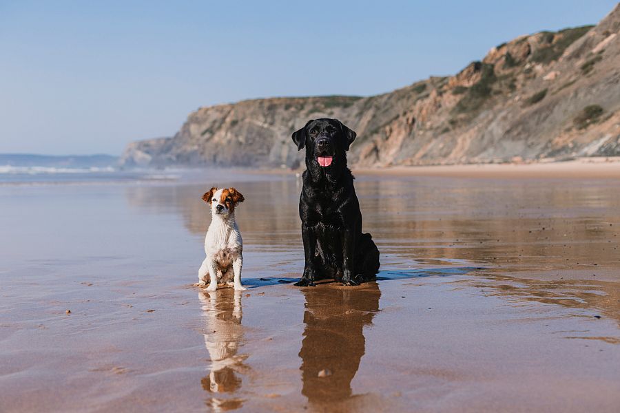 Perros disfrutando de la playa