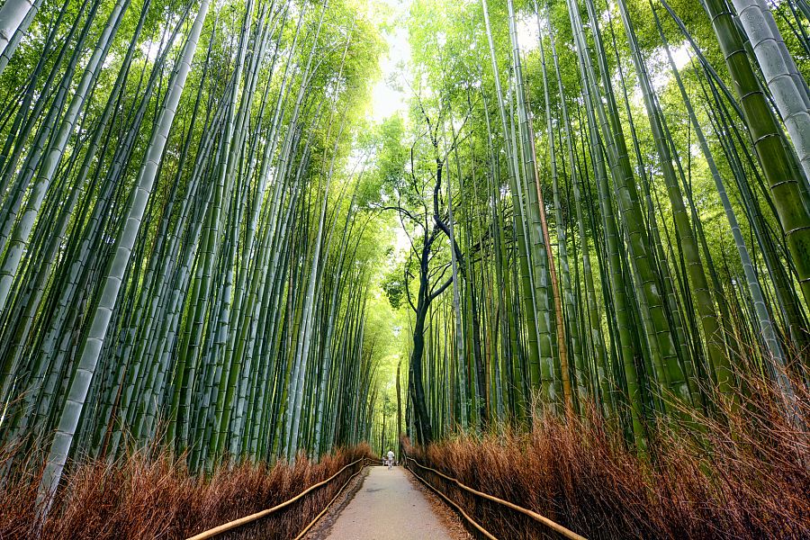Bosque de bambú en Arashiyama, Kioto