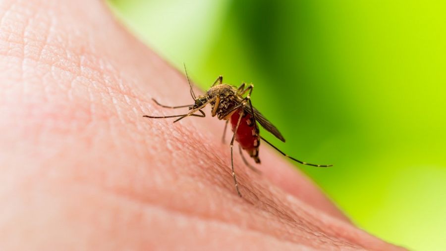 Imagen de un mosquito del género Culex sobre la piel humana