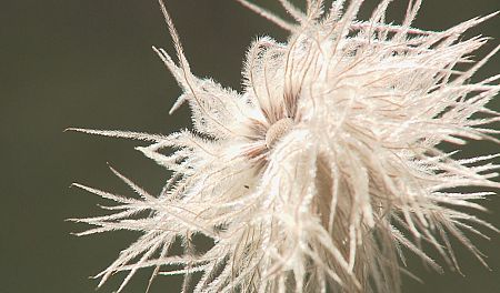 Pulsatilla Alpina