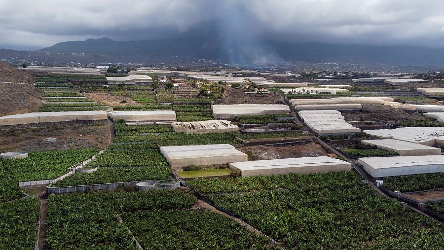 La Palma es la segunda isla canaria productora de plátanos, solo por detrás de Tenerife.