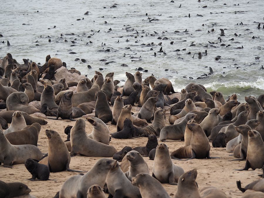 Lobos marinos de Cape Cross (Namibia)