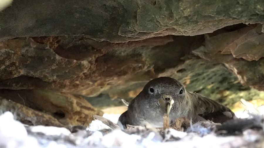 El polluelo pardela, en 'El escarabajo verde'