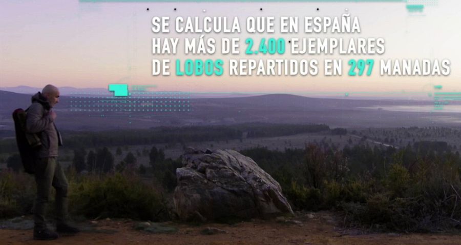 Aprendemos a identificar las huellas del lobo ibérico