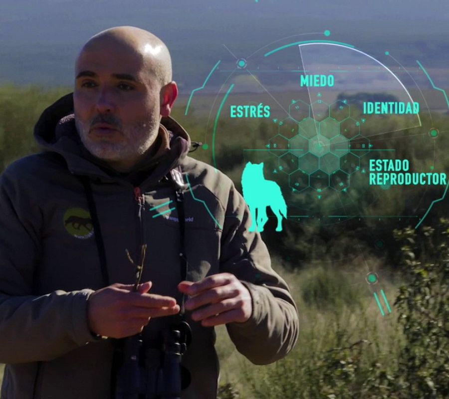 ¿Qué infromación transmite el lobo a través de sus heces?