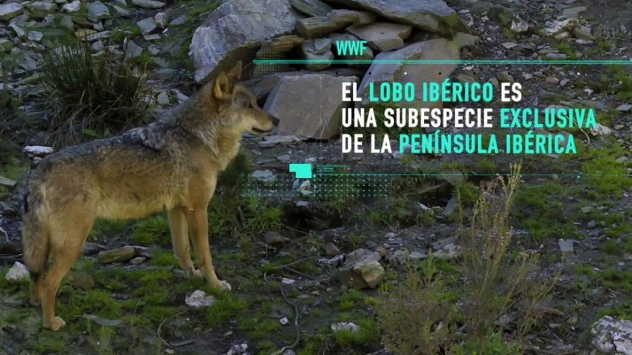Lobo ibérico