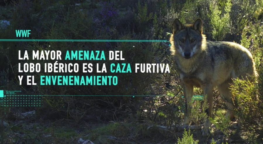 La mayor amenaza a la que se puede enfrentar es el hombre.