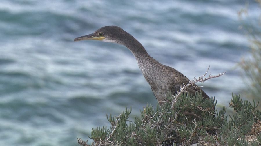 El cormorán moñudo