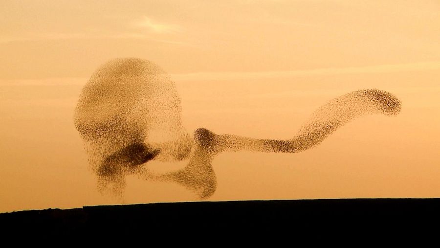 Bandada de estorninos