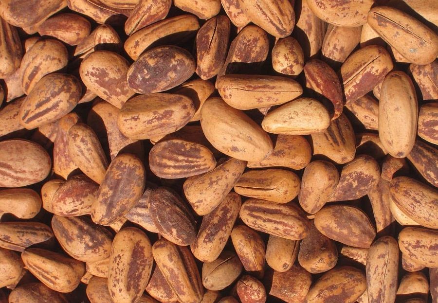 Piñones con cáscara