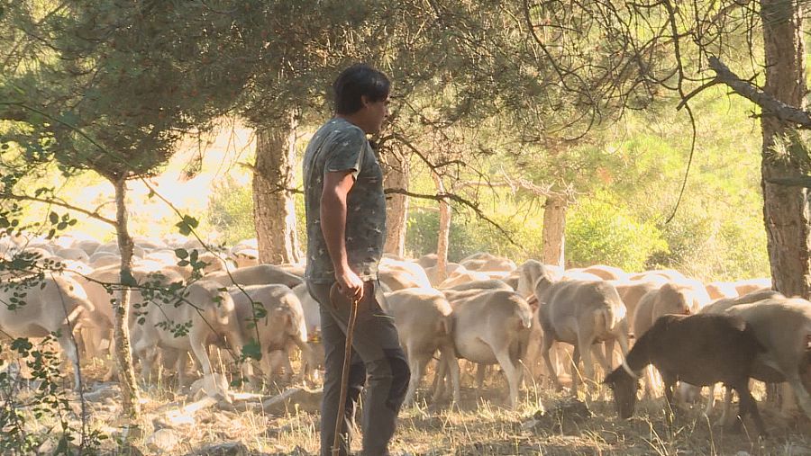 Pastor trashumante en la Sierra del Segura, Jaén