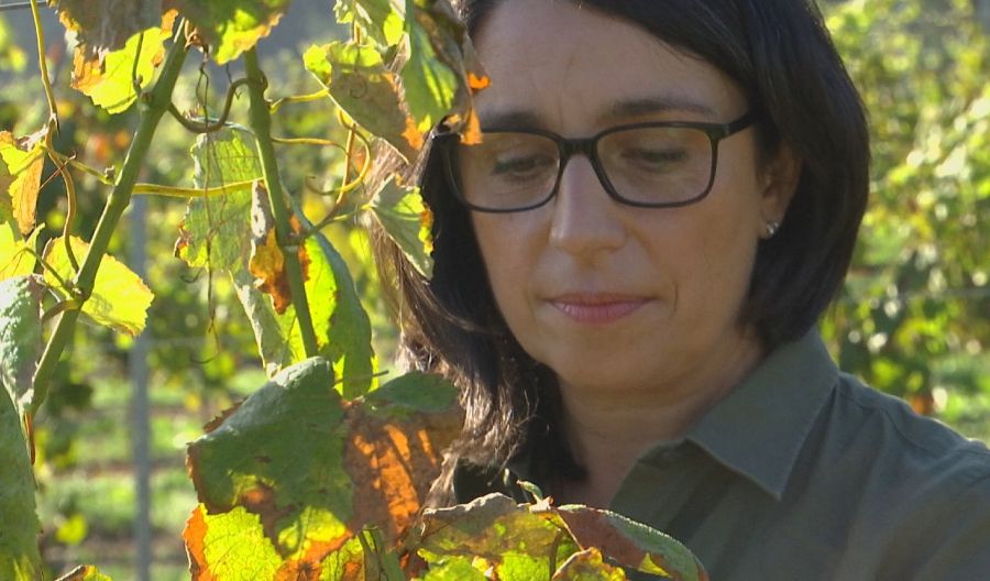 Begoña Santamaría visitando los viñedos