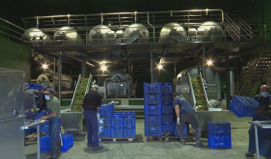 Descarga de uvas en la bodega Terras Gauda