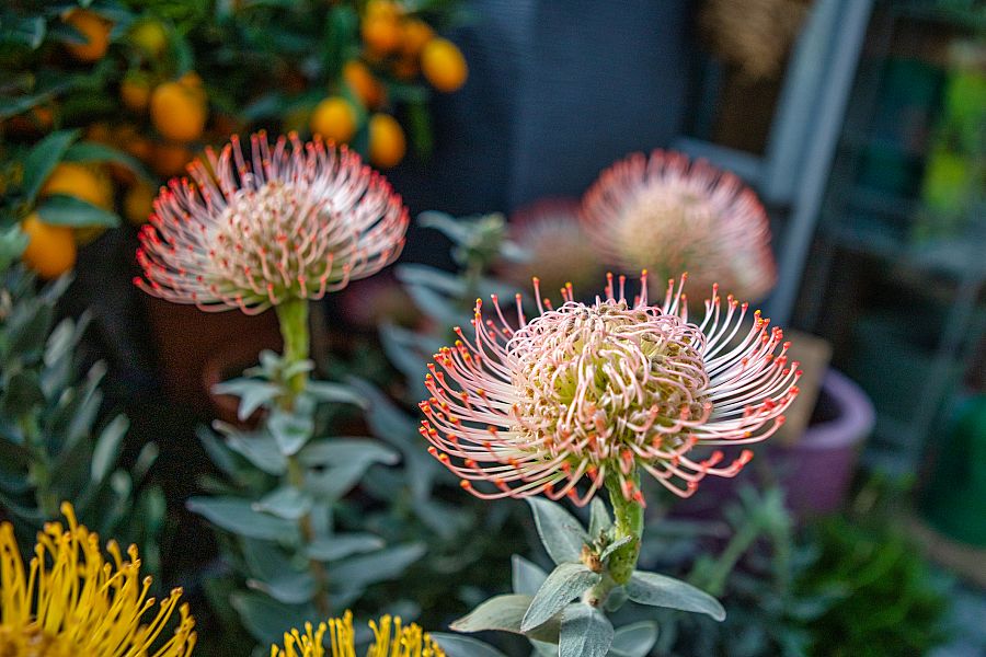 Protea roja en flor