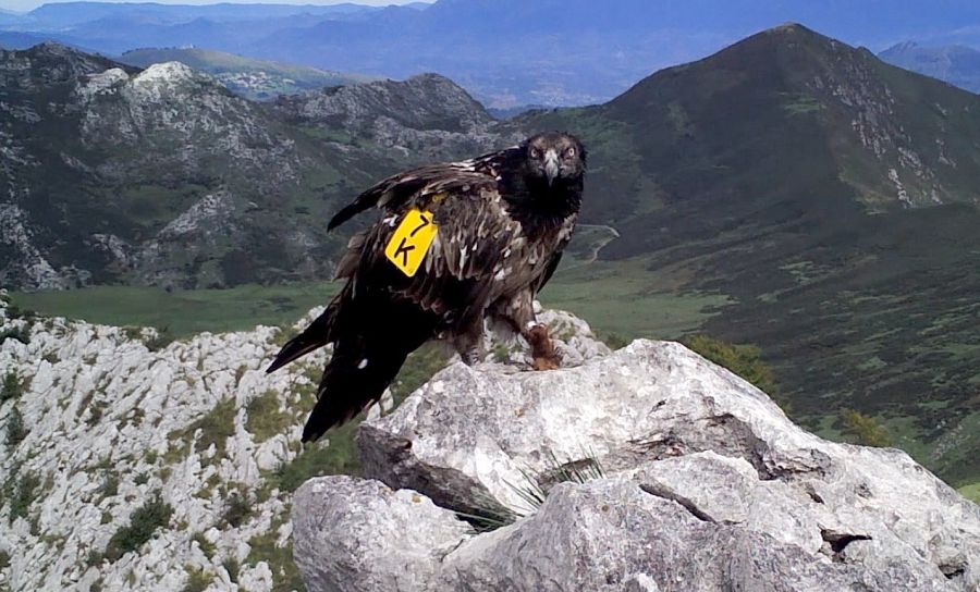 Quebrantahuesos en los Picos de Europa