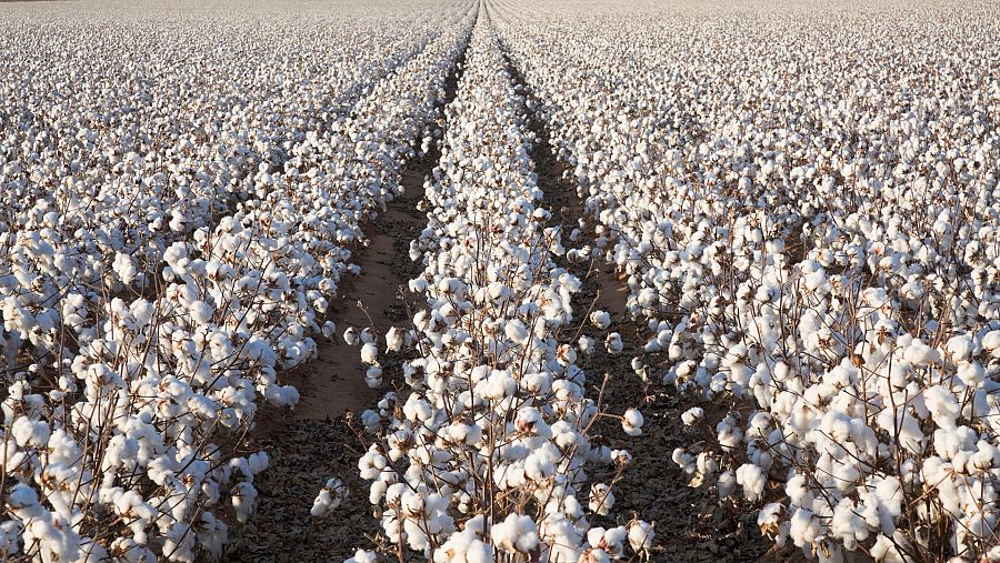 Cultivo del algodón
